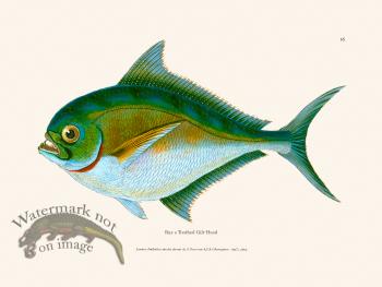 016 Rays Toothed Gilt-Head